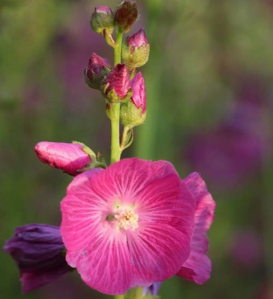 Stockrose mit rosa Blüte und Blütenknospen