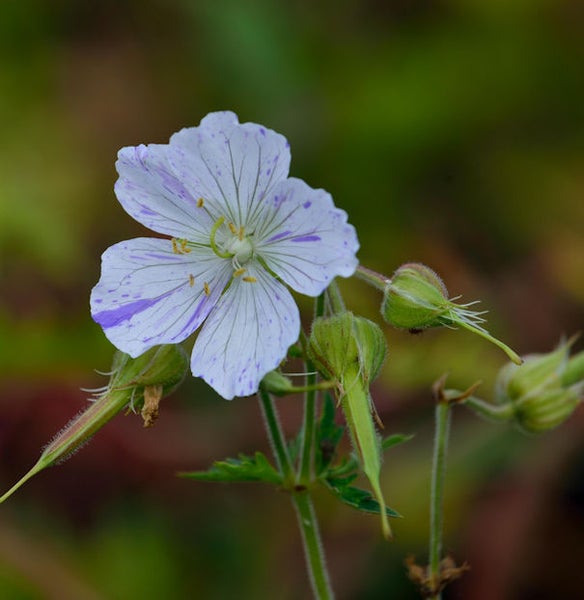 Nahaufnahme einer Wiesen-Storchschnabelblüte mit gestreiften Blütenblättern
