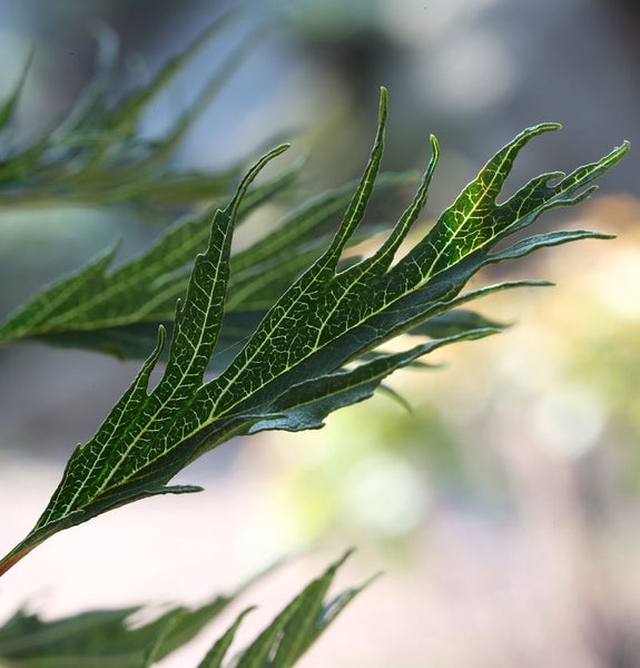 Nahaufnahme von gefiederten Blättern einer Gartenpflanze