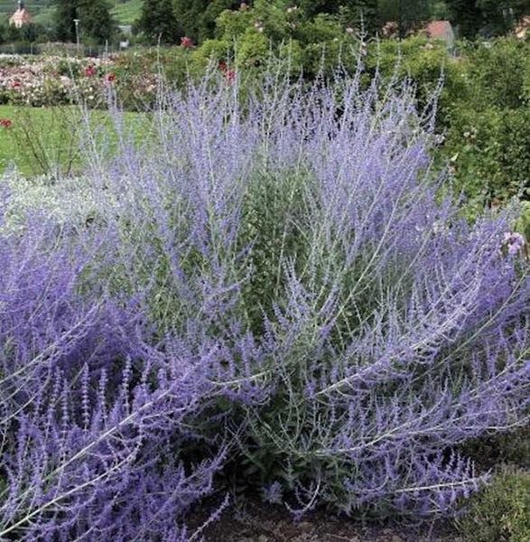 Russischer Salbei im Garten.