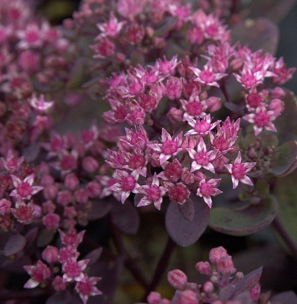 Fetthenne mit kleinen Blüten
