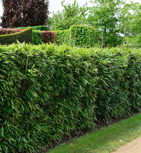 Bambushecke im Garten für Sichtschutz und Gartengestaltung