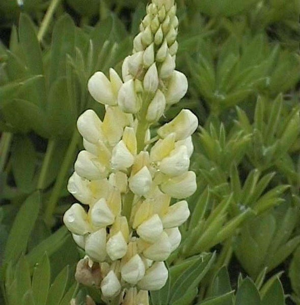 Blüte der Vielblättrigen Lupine im Detail
