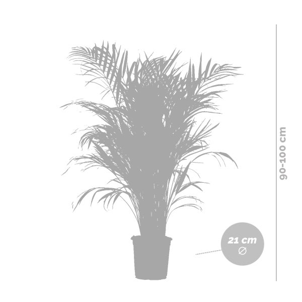 Bloomique - Dypsis Lutescens - Goldfruchtpalme - Areca Palme - Zimmerpflanzen - Pflegeleicht - Haustierfreundlich - Höhe 100-120 cm - Mit Seegras Korb 21 cm