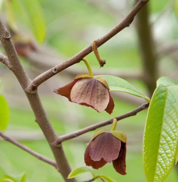 Zwei Pawpaw-Blüten an einem Baumzweig