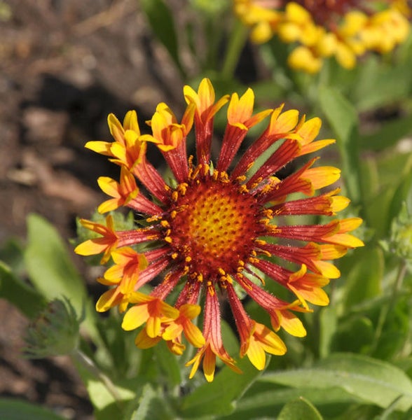 Blüte der Gaillardia mit gelben und roten Blütenblättern