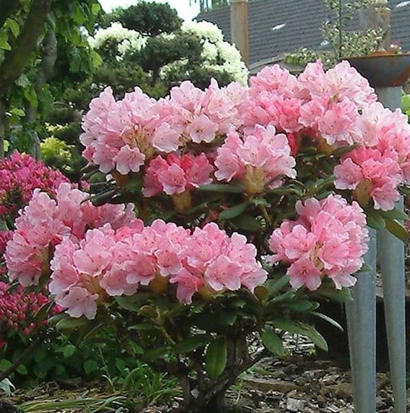 Blühender Rhododendron im Garten