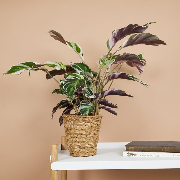 Bloomique - Calathea White Fusion - Korbmarante - Zimmerpflanzen - Pflegeleicht - Luftreinigend - Höhe 40-50 cm - Topf 14 cm