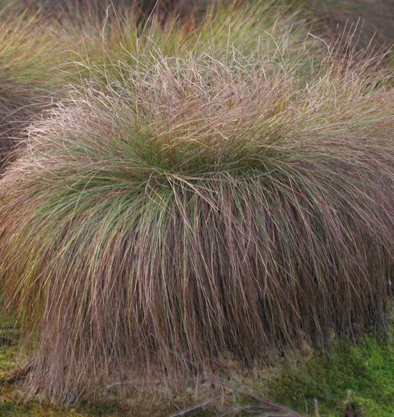 Pflanze mit langen, schmalen Blättern im Garten
