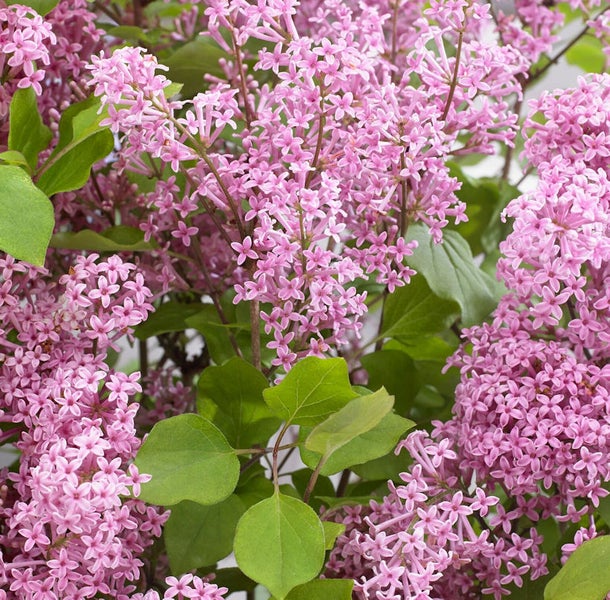 Nahaufnahme von rosa Fliederblüten mit grünen Blättern