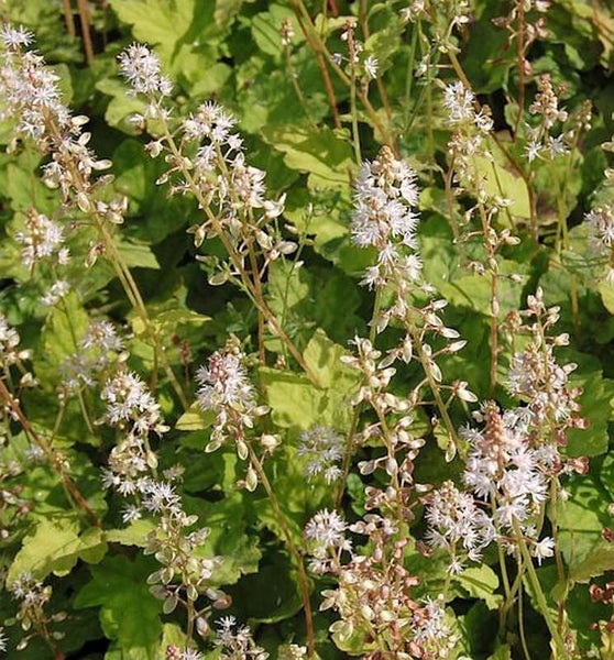 Schaumblüte mit weißen Blüten und grünen Blättern im Garten.