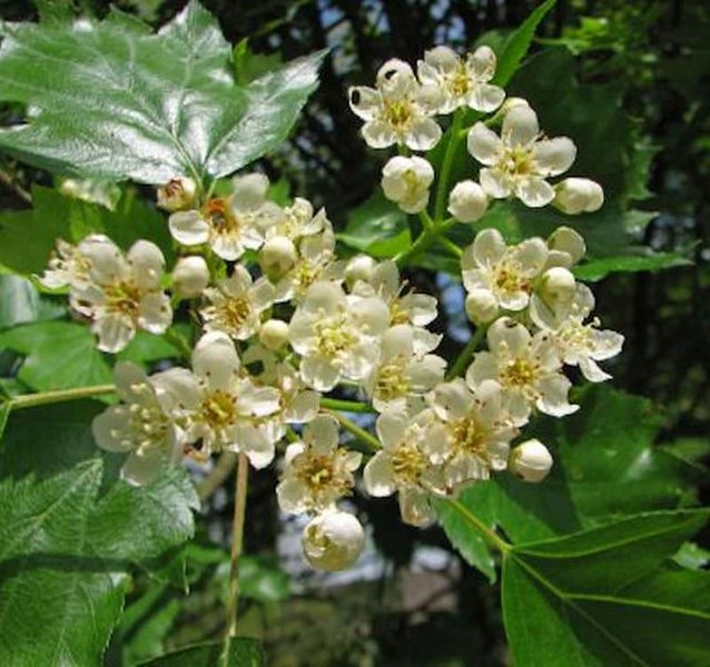 Blüten und Blätter des Speierlings