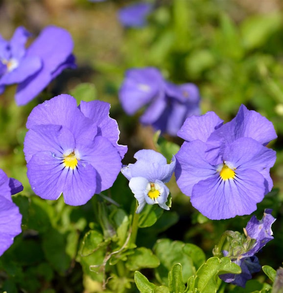 Nahaufnahme von Veilchen im Garten.