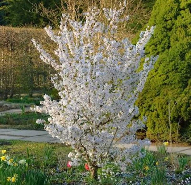 Blühender Zierkirschbaum im Garten.