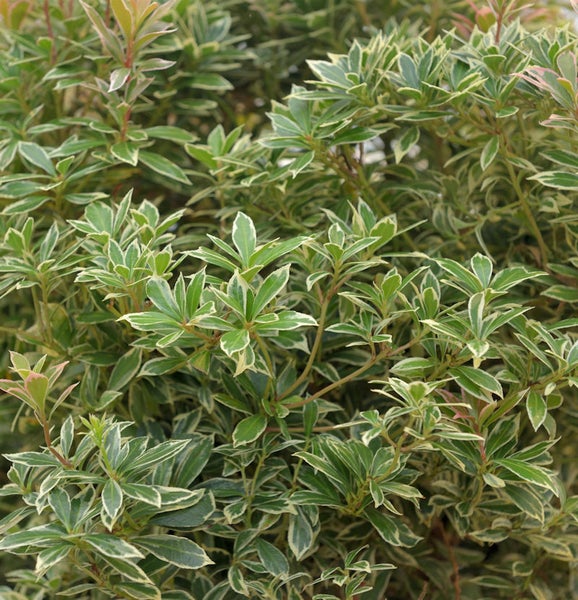 Immergrüne Lavendelheide mit panaschierten Blättern