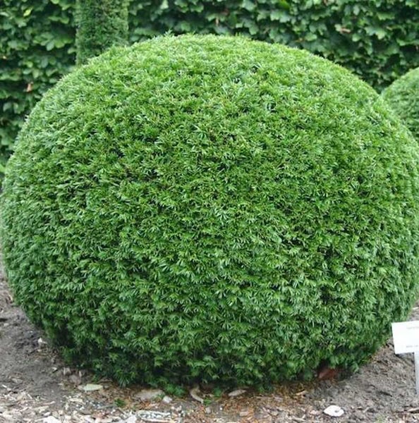 Kugeliger Formschnitt Taxus im Garten