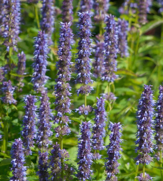 Nahaufnahme von Agastache-Blüten im Garten.