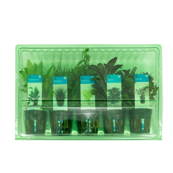 Bloomique - 5er Set - Aquarium Pflanzen Echt - Aquarium Zubehör - Wasserpflanzen - Reinigend - Sauerstoff - Ludwigie, Nadelsimse, Wasserfreund, Lobelie, Wasserkelch - Höhe 15-20 cm