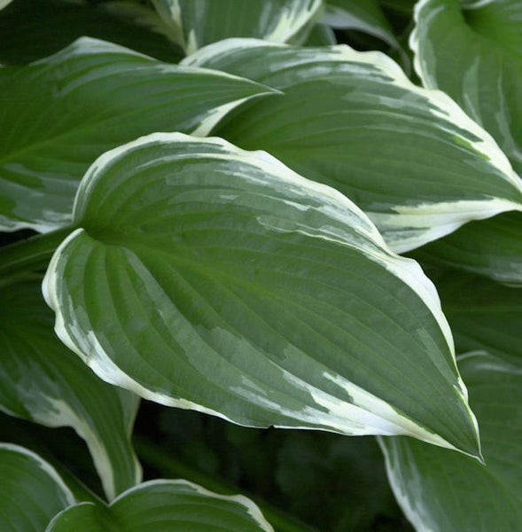 Funkienblätter mit weißem Rand