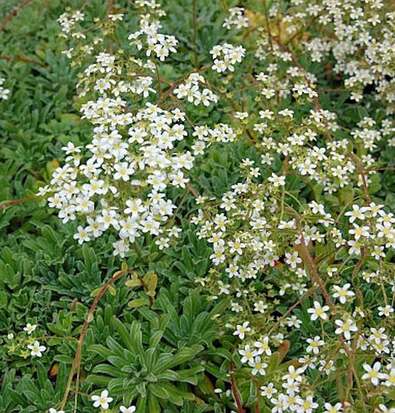 Blütenmeer mit Saxifraga x arendsii