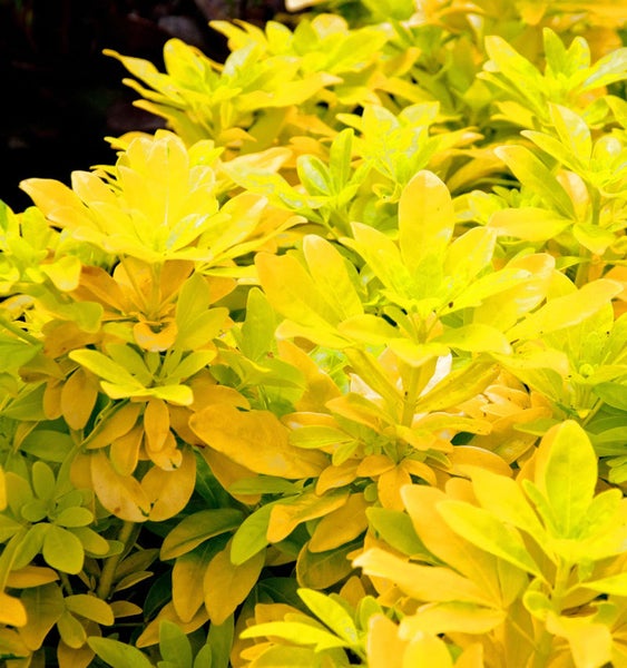 Nahaufnahme einer Hebe-Pflanze mit Laub