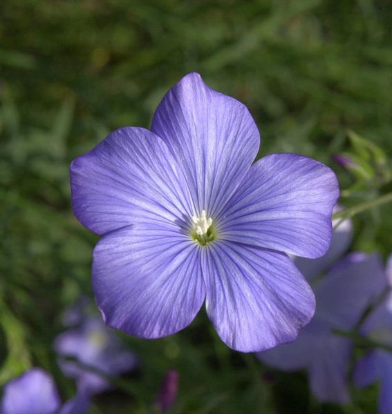 Nahaufnahme einer blauen Leinenblume