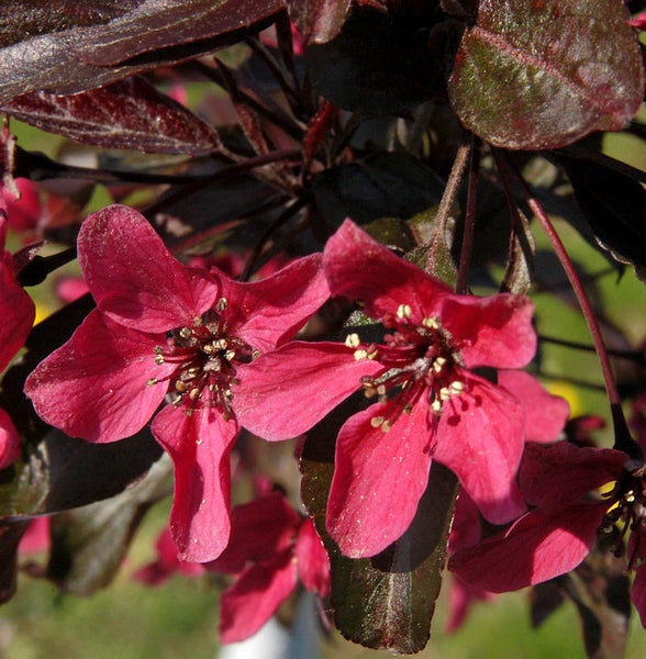 Nahaufnahme von Zierapfelblüten