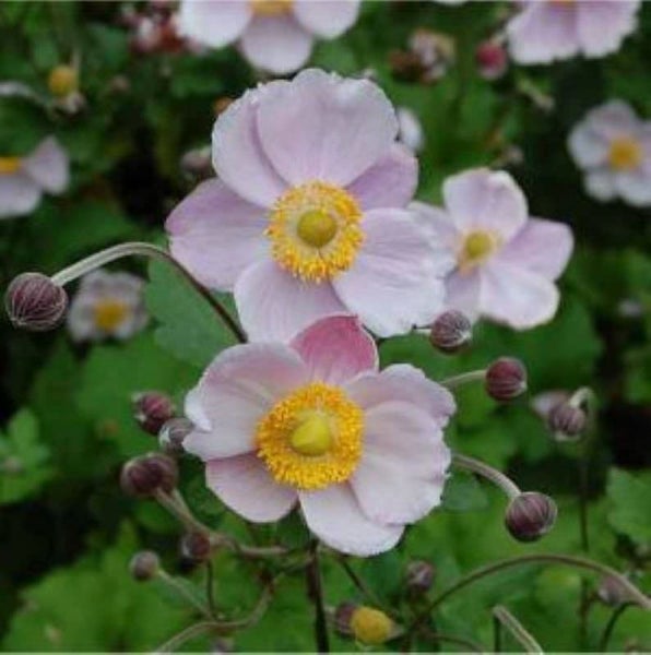 Japanische Anemone mit Blüten und Knospen