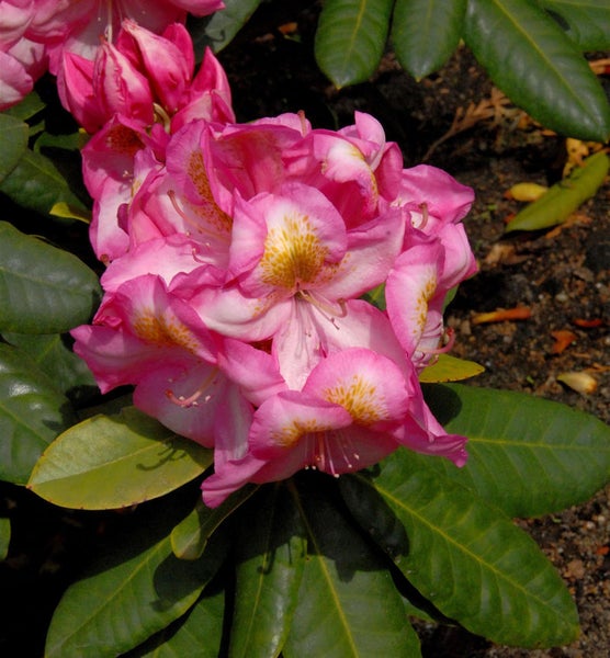Nahaufnahme einer Rhododendronblüte mit Blättern