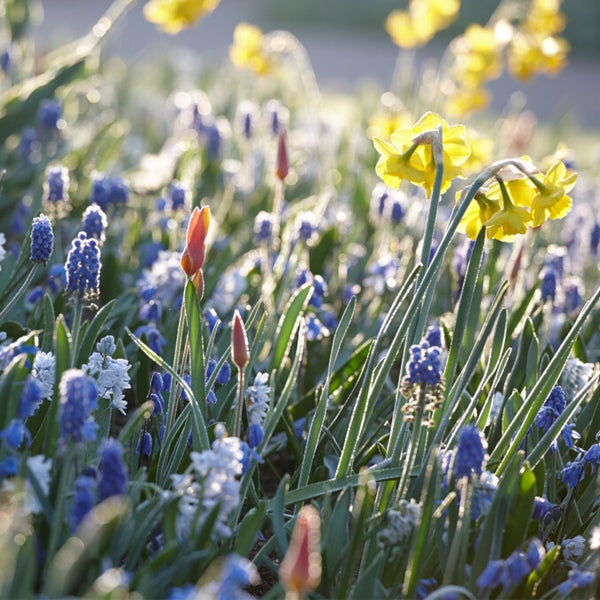 Bloomique – 50er-Mix – Muscari-Mix – Traubenhyazinthe – blaue Trauben – weiß, blau – Blumenzwiebeln – Frühlingsblüte – mehrjährige Pflanzen – wird 10–15 cm groß