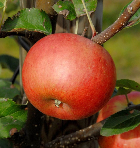 Ein roter Apfel hängt am Apfelbaum.