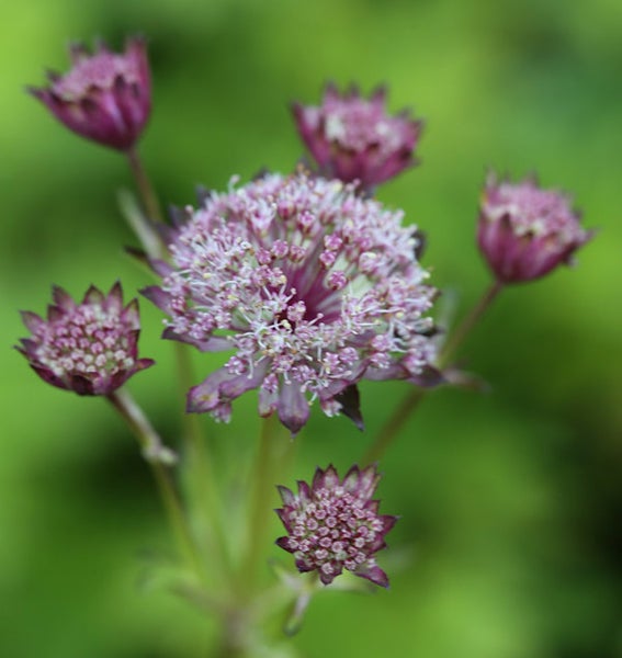 Große Sterndolde im Detail