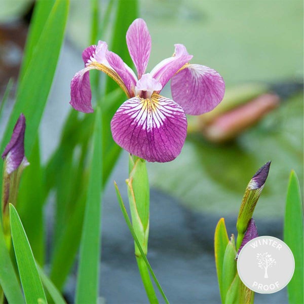 Iris 'Versicolor' – Wilde Schwertlilie – Teichpflanze – Winterhart – ⌀9 cm - ↕20-30 cm