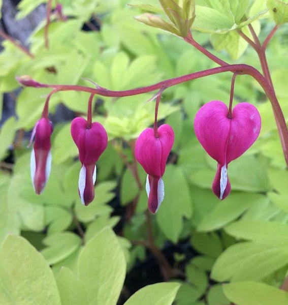 Herzerlstock mit herzförmigen Blüten