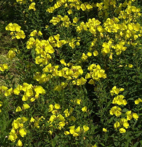 Feld von Nachtkerzen Pflanzen mit gelben Blüten