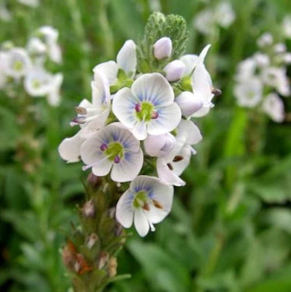 Ehrenpreis Pflanze mit weißen Blüten und grünem Stiel