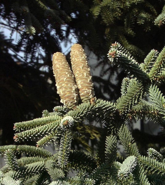 Zweig einer Koreatanne mit Zapfen