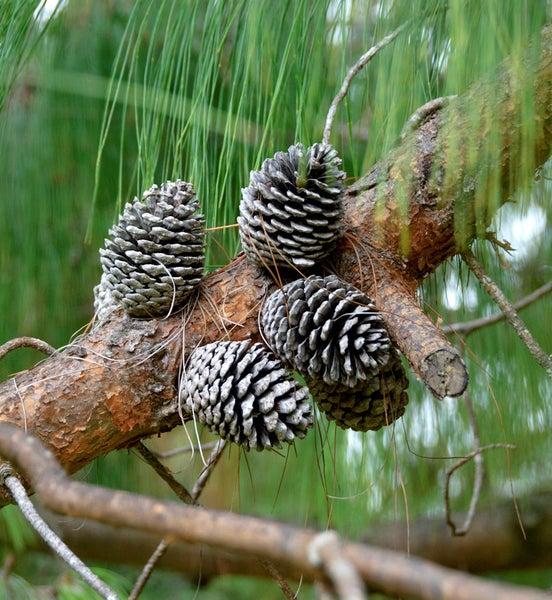 Kiefern Zapfen auf einem Ast