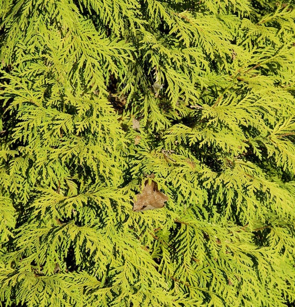 Nahaufnahme eines gelben Lebensbaums