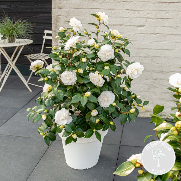 Kamelie im Topf mit weißen Blüten