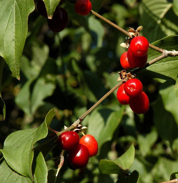 Detailaufnahme von Kornelkirschen am Strauch.