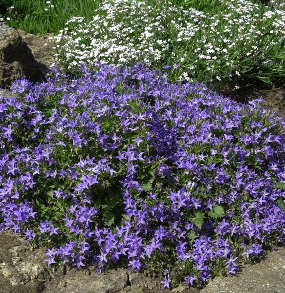 Blühende Polster-Glockenblume im Garten