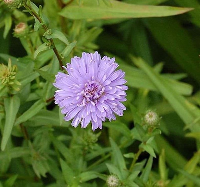 Nahaufnahme einer lila Asterblüte im Garten.
