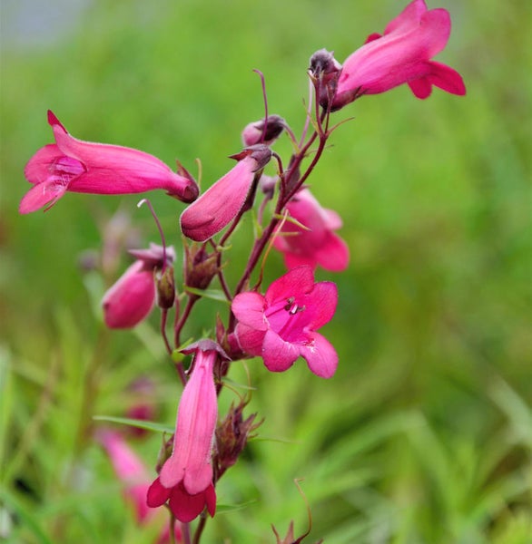 Nahaufnahme einer Bartfaden Pflanze mit Blüten