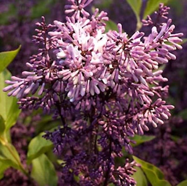 Nahaufnahme einer blühenden Fliederpflanze