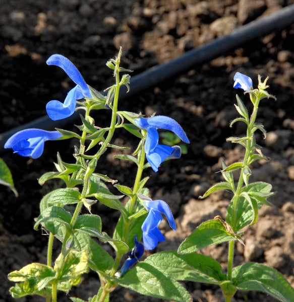 Blauer Salbei im Gartenbeet