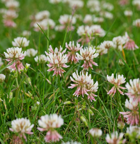 Nahaufnahme von Klee auf einer Wiese