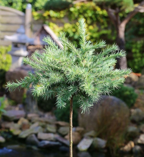 Einzelner japanischer Schirmtanne Baum im Garten.
