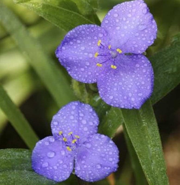 Nahaufnahme von zwei Dreimasterblumen mit Wassertropfen