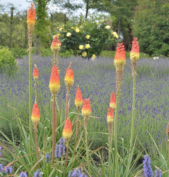 Fackelblumen in einem Garten